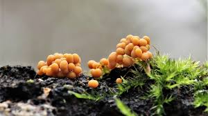 Attēlu rezultāti vaicājumam “Badhamia panicea”