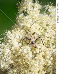 Attēlu rezultāti vaicājumam “Pachyta quadrimaculata”