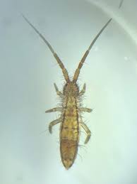 Attēlu rezultāti vaicājumam “Orchesella flavescens”