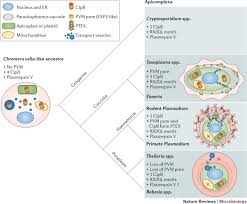 Attēlu rezultāti vaicājumam “Cribraria purpurea plasmodium”