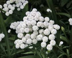 Attēlu rezultāti vaicājumam “Achillea ptarmica flower”