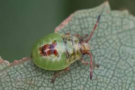 Attēlu rezultāti vaicājumam “Elasmostethus interstinctus nymph”