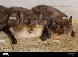 Attēlu rezultāti vaicājumam “Pipistrellus nathusii”