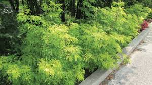 Attēlu rezultāti vaicājumam “Sambucus racemosa leaf”