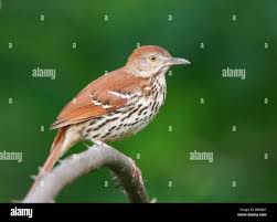 Image result for Toxostoma rufum