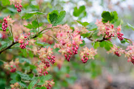 Attēlu rezultāti vaicājumam “Ribes nigrum flower”