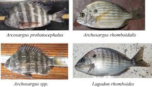 Image result for Archosargus rhomboidalis