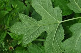 Image result for Heracleum sphondylium