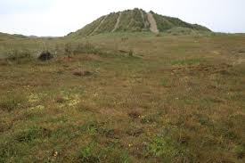 Attēlu rezultāti vaicājumam “Syntrichia ruralis var. ruralis”