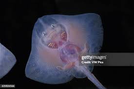 Image result for Raja clavata