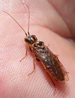 Attēlu rezultāti vaicājumam “Acantholyda posticalis”