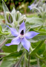 Image result for Borretsch