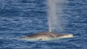 Image result for Balaenoptera omurai