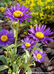 Image result for Aster alpinus