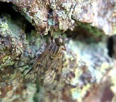 Attēlu rezultāti vaicājumam “Rabdophaga degeeri”