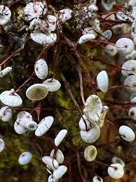 Attēlu rezultāti vaicājumam “Enerthenema papillatum stalked”