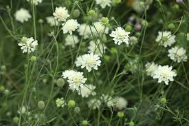 Attēlu rezultāti vaicājumam “Scabiosa ochroleuca”