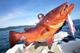 Image result for Lutjanus cyanopterus