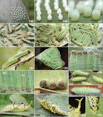 Attēlu rezultāti vaicājumam “Abraxas grossulariata pupa”