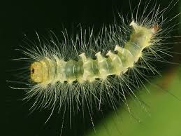 Attēlu rezultāti vaicājumam “Calliteara pudibunda larva”