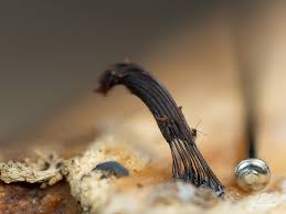 Attēlu rezultāti vaicājumam “Stemonitis marjana stalked”