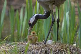 Attēlu rezultāti vaicājumam “Grus grus nest”