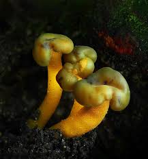 Attēlu rezultāti vaicājumam “Arcyria, Heterotrichia sp.”