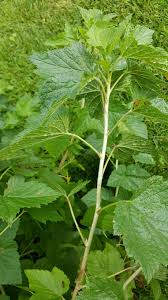 Attēlu rezultāti vaicājumam “Ribes rubrum leaf”