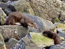 Attēlu rezultāti vaicājumam “Lutra lutra”