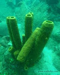 Attēlu rezultāti vaicājumam “Tubifera applanata sessile”