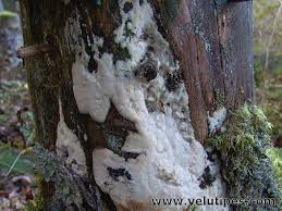 Attēlu rezultāti vaicājumam “Physisporinus vitreus”