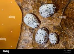 Attēlu rezultāti vaicājumam “Aleurochiton aceris”