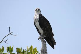Attēlu rezultāti vaicājumam “Pandion haliaetus adult”