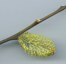 Attēlu rezultāti vaicājumam “Salix x doniana flower”