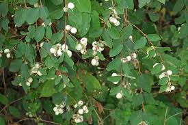 Attēlu rezultāti vaicājumam “Symphoricarpos albus”