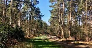 Image result for Yateley and Hawley Bridge Club