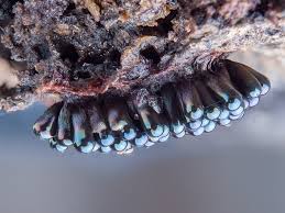 Attēlu rezultāti vaicājumam “Ophiotheca chrysosperma”