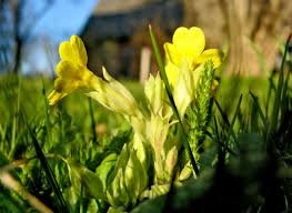 Attēlu rezultāti vaicājumam “xComagaria rosea  flower”