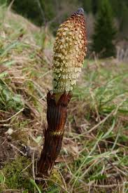 Attēlu rezultāti vaicājumam “Equisetum telmateia”