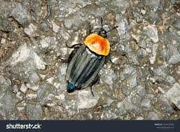 Attēlu rezultāti vaicājumam “Oiceoptoma thoracicum”