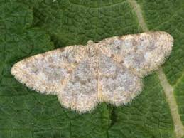 Attēlu rezultāti vaicājumam “Charissa ambiguata”