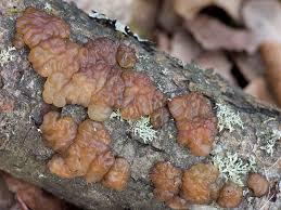 Attēlu rezultāti vaicājumam “Exidia cartilaginea”