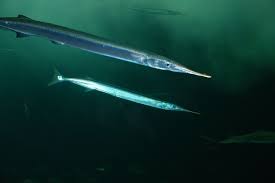 Image result for Belone belone