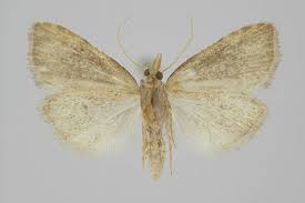 Attēlu rezultāti vaicājumam “Nola aerugula”