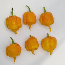 Afbeeldingsresultaat voor 7 pot hot pepper