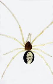 Attēlu rezultāti vaicājumam “Neottiura bimaculata”