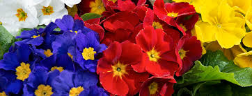 Attēlu rezultāti vaicājumam “Primula”