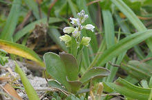Attēlu rezultāti vaicājumam “Polygala amarella”