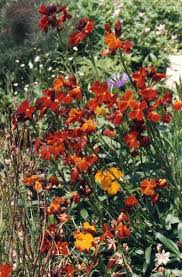 Image result for Cheiranthus cheiri