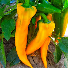 Afbeeldingsresultaat voor marconi golden sweet pepper